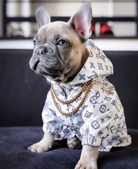 Louis Vuitton dog jacket